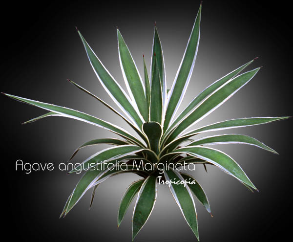 Cactus & Plante grasse - Agave angustilolia Marginata - Agave panaché des Caraïbes - Variegated Carabbean Agave, Century plant